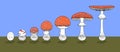 Life cycle of red fly agaric mushroom. Royalty Free Stock Photo